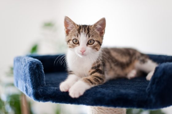 Kitten on scratching post