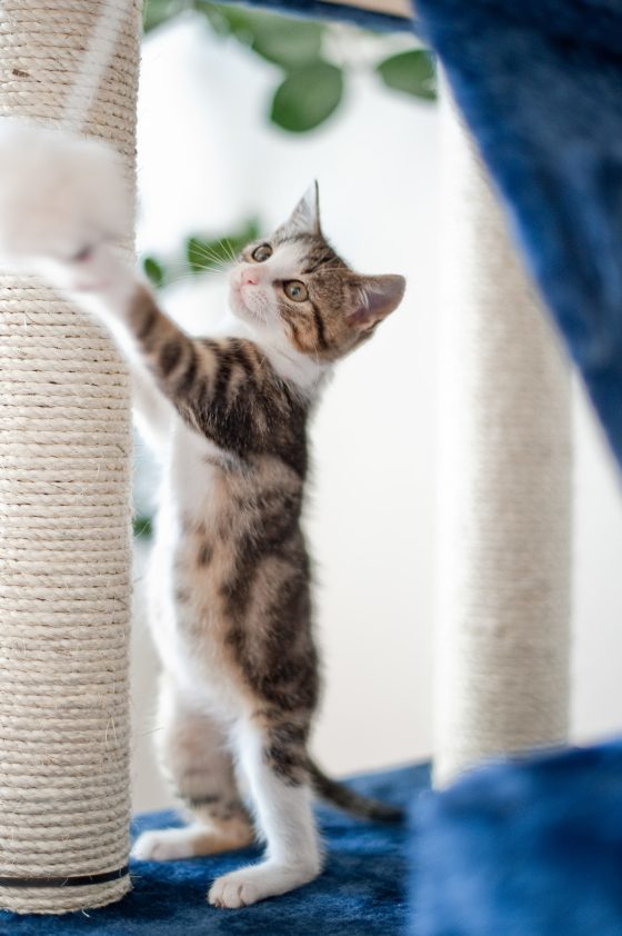 Kitten playing on the scratching post