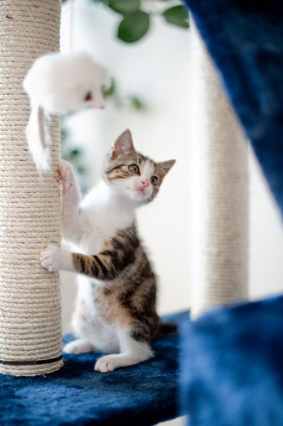 Young cat playing with toys on the scratching post.