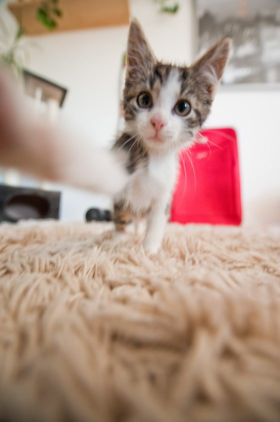 Kitten playing on fluffy carpet